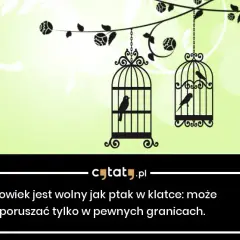 Cytaty o wolności: wolny jak ptak i jego ograniczenia w życiu